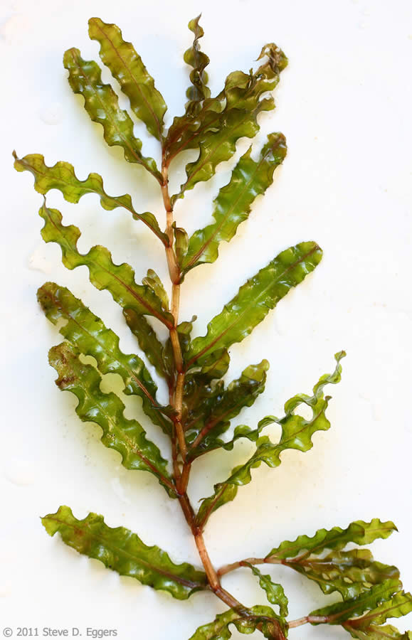 Aquatic Weed Treatment